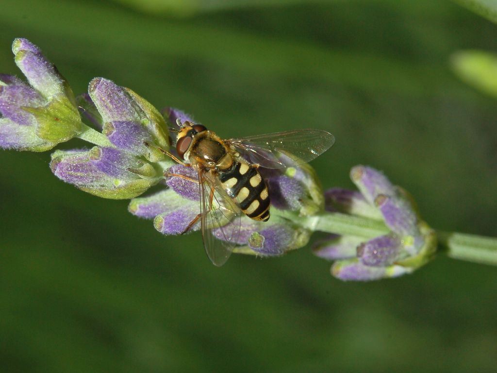 Eupeodes corollae (Syrphidae)